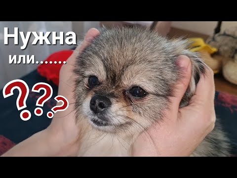 Видео: Стерилизация и кастрация собак. Плюсы и минусы. Часть 1