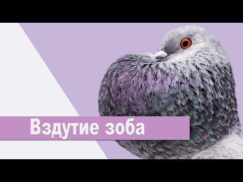 Видео: Вздутие зоба у голубей