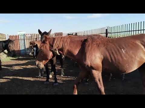 Видео: Жүйрік Байтал құлындады#айғыр #horse #байтал #animals #байге