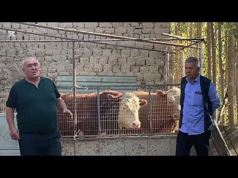 Видео:  ЗОТДОР ҚЎЧҚОР БОР 🐏👍🏻😊🌾