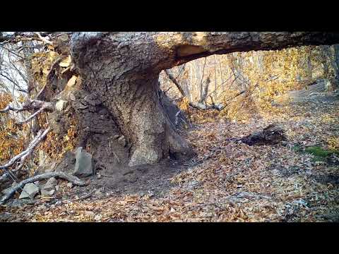 Видео: 1 ноября 2025 г.