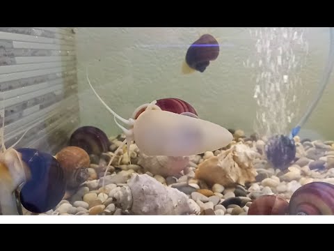 Видео: Урожай на цветных ампулярий / Разведение и выращивание