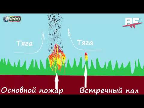 Видео: тушение лесных пожаров