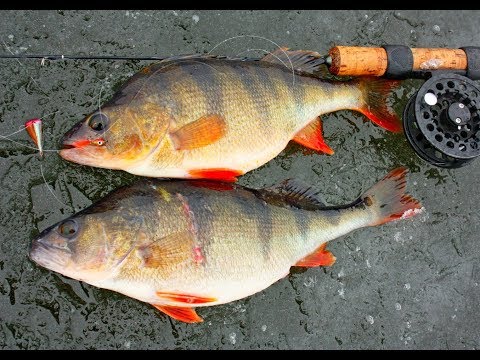 Видео: Ловля Окуня на Блесну с подвесным тройником. Раскачиваем лунку. Окунь в траве
