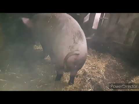 Видео: СКОЛЬКО ХОДИТ СВИНЬЯ БЕРЕМЕННОЙ!