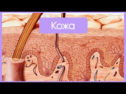 Видео: Кожа и ее производные | Частная гистология