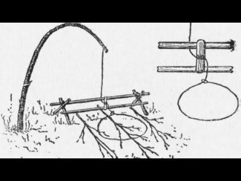 Видео: установка Подъемной ловушки на фазана.установка капкана на фазана.