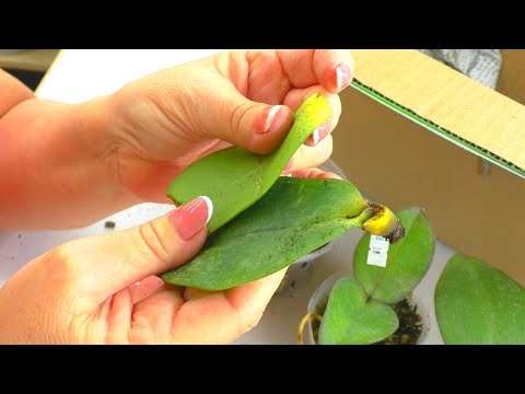 Видео: Такие орхидеи я получила в почтовой посылке... ПОЧЕМУ ? Реанимация орхидей!