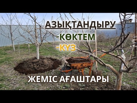 Видео: Жеміс Ағаштарын АЗЫҚТАНДЫРУ, көктем және күзде