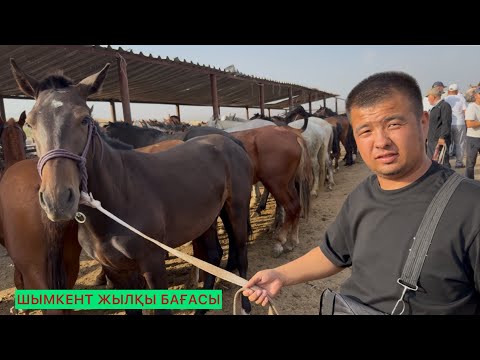 Видео: Жылқы Шымкент 25.06.25ж