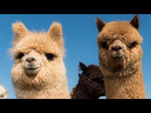 Видео: Ферма АльпакаВо. АРХЫЗ.