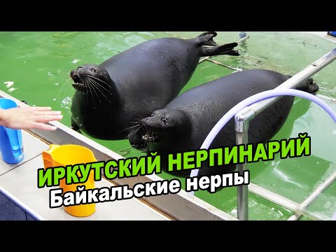 Видео: Иркутский нерпинарий