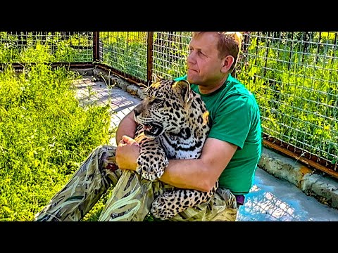 Видео: Как Олег Зубков превращает ГРОЗНОГО ЯГУАРА в милейшего КАБАЧКА!