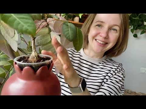 Видео: Обзор картошек (каудексных растений)