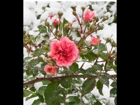 Видео: Как и где сохранить молодые черенки роз и других растений зимой