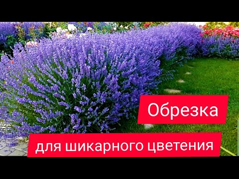 Видео: Лаванда. Правильная обрезка для шикарного цветения.