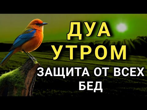 Видео: СИЛЬНЕЙШЕЕ ДУА УТРОМ ОТ ВСЕХ БЕД  🌹🌈 🤲🔑✨