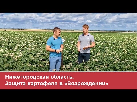 Видео: Нижегородская область. Защита картофеля в «Возрождении»