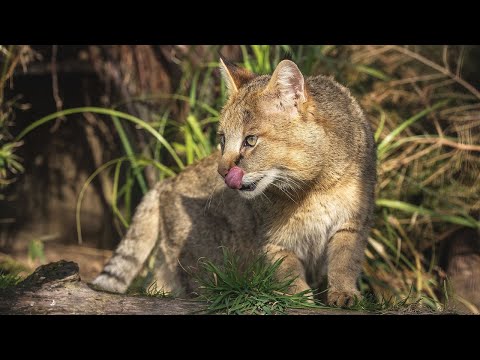 Видео: Камышовый кот — прыгун, пловец и змееед!