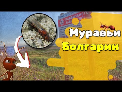Видео: 🤯ИЩЕМ ЭКЗОТИЧЕСКИХ МУРАВЬЁВ! Экспедиция в Болгарию за муравьями. В поисках маток за границей