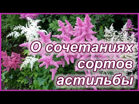 Видео: Кто то еще не любит астильбу?!?  Ох, зря...  ) О сочетаниях сортов астильбы в моем саду.