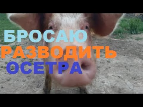 Видео: БРОСАЮ РАЗВОДИТЬ ОСЕТРА