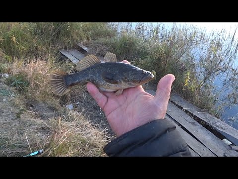 Видео: Увлекательная рыбалка на удивительную рыбку . "Но  только ТЫ ! РЫБА моей мечты !!! " )))) .