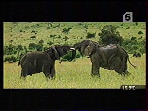 Видео: Переход на 5 канал, реклама, анонсы (ЛОТ / 5 канал, 18.04.2004)