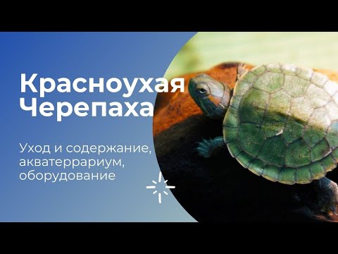 Видео: VLOG #3: Красноухая черепаха Павлик - уход и содержание, как он вырос за полтора года