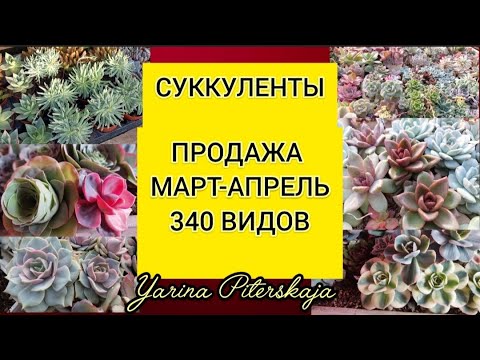 Видео: Суккуленты.  ПРОДАЖА. Март-апрель 2025г. 340 видов.