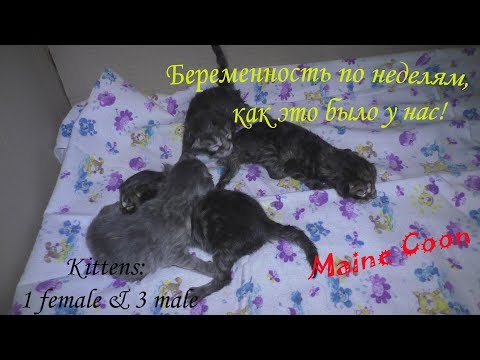 Видео: беременность кошек по неделям, наш опыт / сколько мы родим малышей?