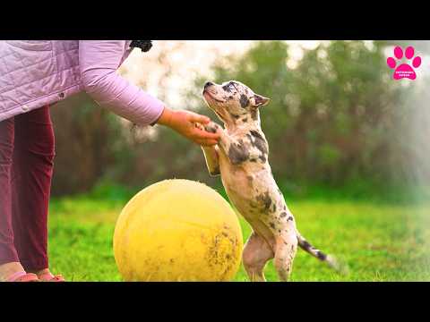 Видео: Девочки для девочек? Не собаки, а кошки! Девочки отличаются от мальчиков! Американский Булли XL