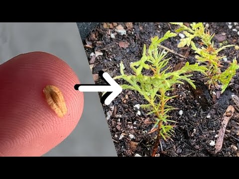 Видео: Выращивание туи из семян (0–2 года) – туя западная