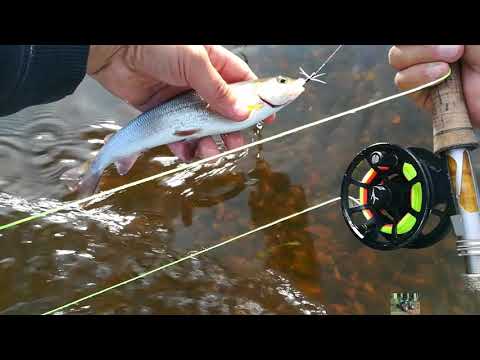 Видео: нахлыст ловля хариуса на тверской речке