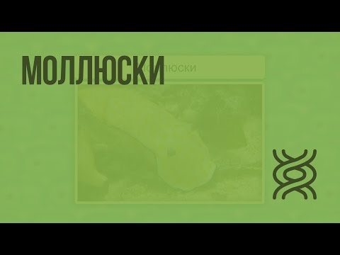 Видео: Биология 7 класс. Моллюски