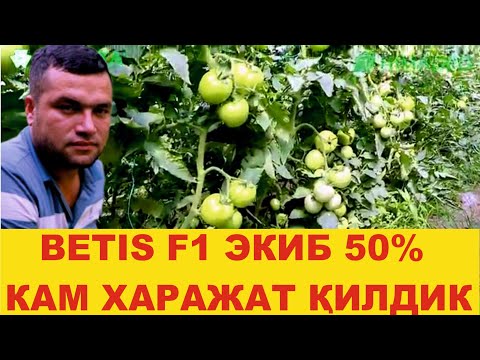 Видео: БЕТИС F1 ЭКИБ 50% КАМ ХАРАЖАТ ҚИЛДИК