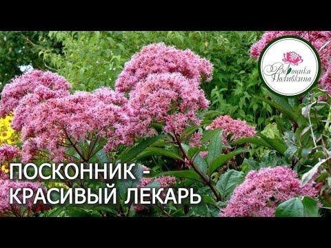 Видео: ПОСАДИТЕ ПОСКОННИК. ОН И КРАСИВ, И САДОВЫЙ ЛЕКАРЬ