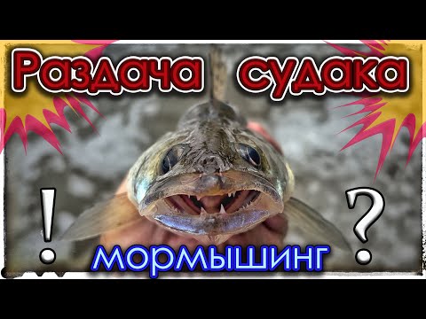 Видео: Раздача судака. Мормышинг. Микроджиг. Nano Zero Air