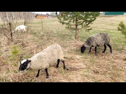 Видео: Клещи атакуют / Инкубатор сгорел / Плотина из ДТ 75