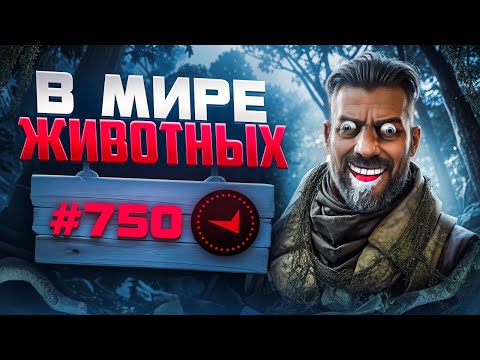 Видео: В СОЛО В ТОП750 - В МИРЕ ЖИВОТНЫХ