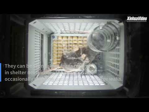 Видео: 🌌🐭Мыши на космической станции «Тяньгун»