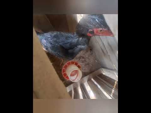 Видео: 28 октября 2025 г.