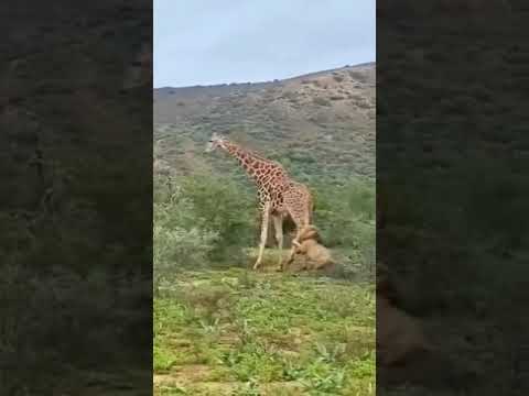 Видео: Лев и Жирафа
