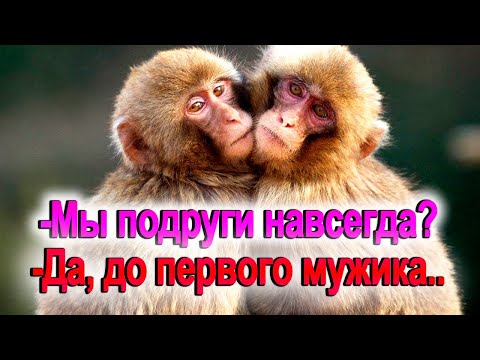 Видео: 1089. 11 бешеных макак о подругах и дружбе...