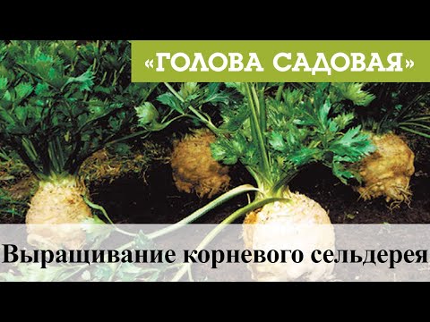 Видео: Голова садовая - Выращивание корневого сельдерея