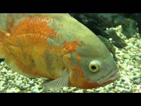 Видео: Акара бирюзовая. Купили новых цихлид