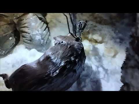 Видео: Охота на бобра проходным капканом Черныш и Рыжик