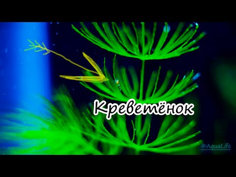 Видео: Размножение креветок. Shrimp breeding.