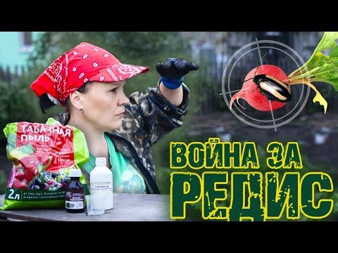 Видео: Вредители на огороде 🆚 Деготь, табачная пыль, нашатырь