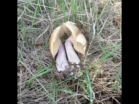 Видео: РЯДОВКА ЛІЛОВА. ЗБИРАЄМО СИНЬОНІЖКУ, ЙДЕМО ПО СТЕЖКАХ ЗВІРІВ ДО ДЖЕРЕЛА